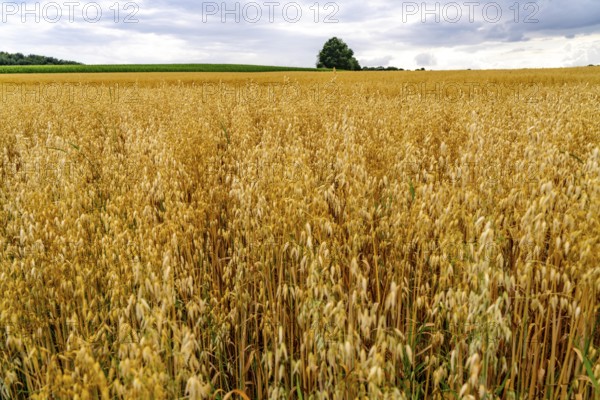 Agriculture, field with grain, oats, shortly in front of harvest, near Nettetal, on the Lower