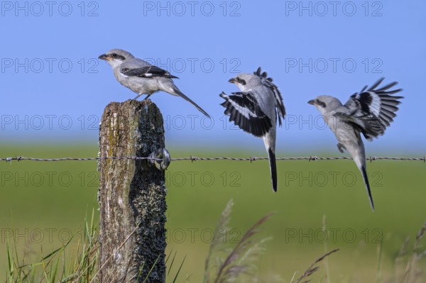 Great grey shrike (Lanius excubitor) juvenile. Sequence of bird landing on wooden fence post with
