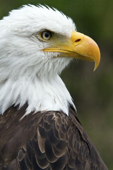 Bald eagle, Haliaeetus leucocephalus, Eagle perched and watching, Portrait, Profil, Close-up,