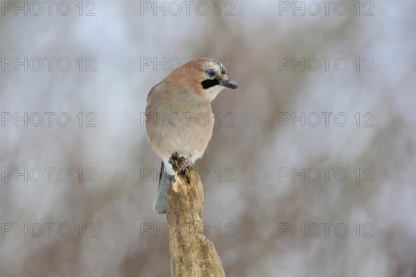 On top... Eurasian Jay (Garrulus glandarius), adult bird, sitting exposed on the top of an old