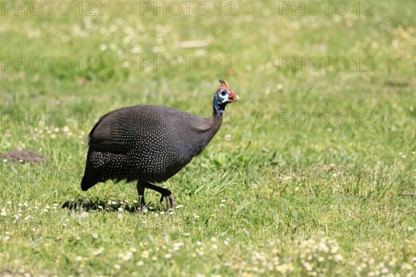 Helmeted guineafowl (Numida meleagris), adult, calling, running, foraging, Kirstenbosch Botanical