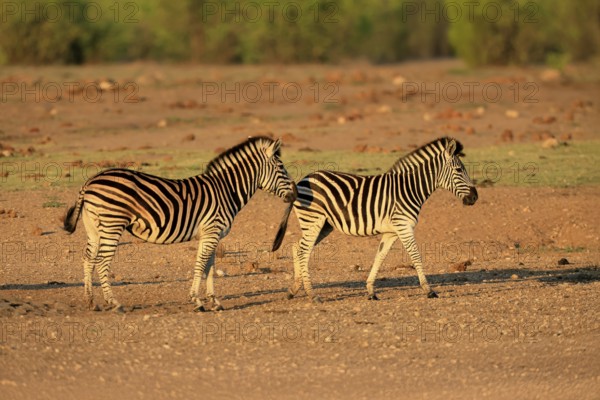 Burchell's zebra (Equus quagga burchelli), Burchell's zebra, adult, two animals, foraging, Kruger,
