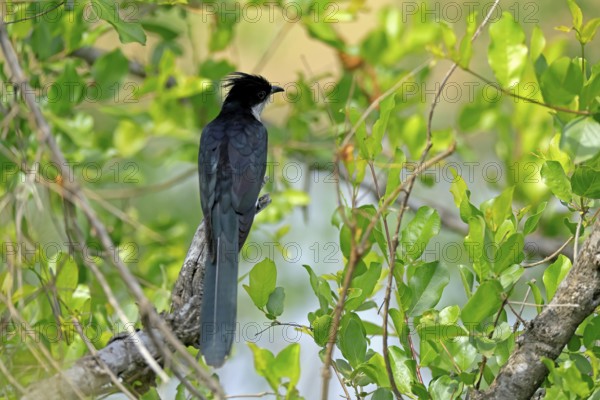 Cape Cuckoo (Clamator levaillantii), adult, on tree, alert, Kruger, Kruger National Park, South