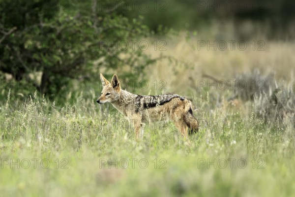 Black-backed jackal (Lupulella mesomelas), adult, alert, stalking, foraging, Kruger, Kruger