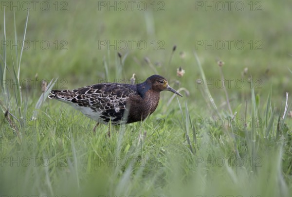 Ruff (Philomachus pugnax) in a meadow, Texel, North Holland, Netherlands