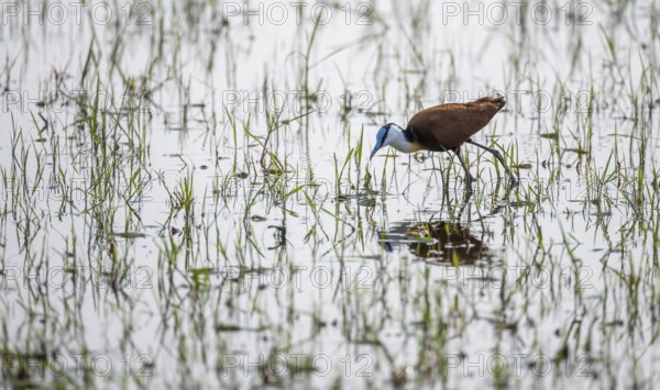 Blue-fronted Jacamar Sandgrouse (Actophilornis africanus) foraging in the water, Okavango Delta,