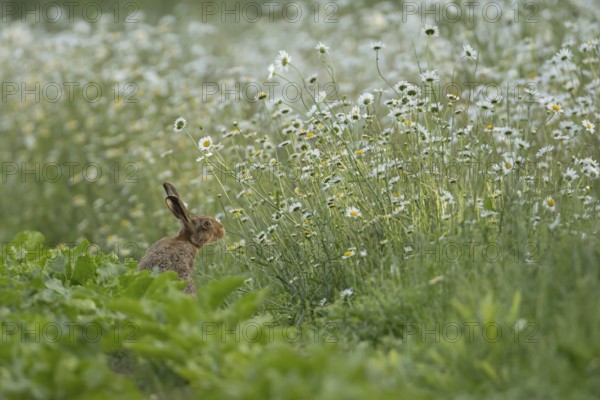 European brown hare (Lepus europaeus) adult animal on the edge of a farmland sugar beet field next
