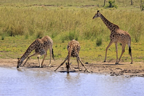 Cape giraffe (Giraffa camelopardalis giraffa), adult, three, water, drinking, Kruger, Kruger