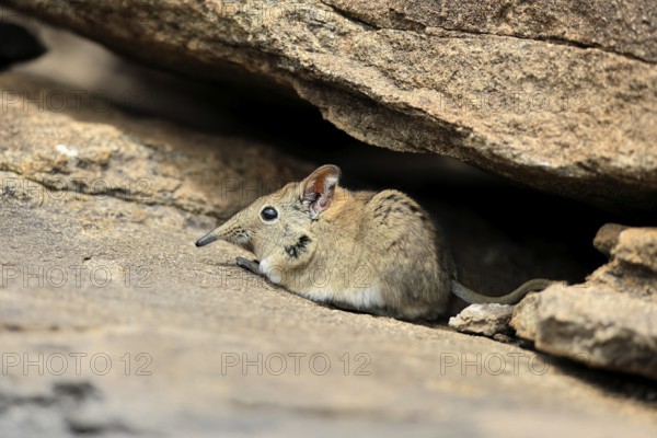 Short-eared elephant shrew (Macroscelides probosideus), adult, foraging, Mountain Zebra National