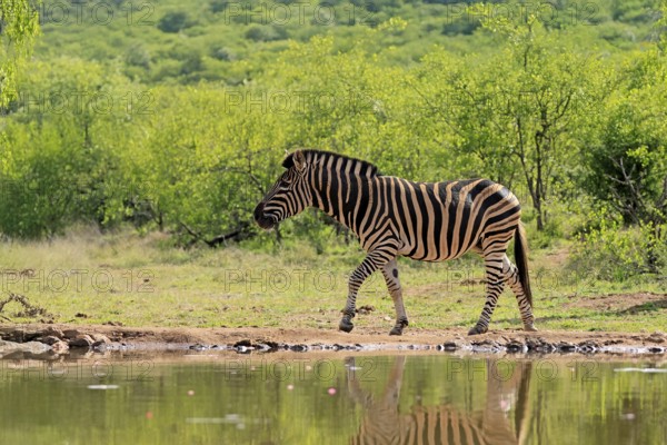 Burchell's zebra (Equus quagga burchelli), Burchell's zebra, adult, at the water, waterhole,