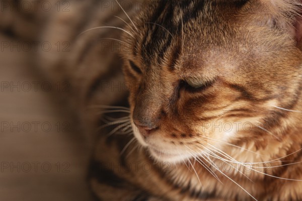 Bengal cat relaxing in sunlit room, highlighting unique fur patterns and playful demeanor on wooden