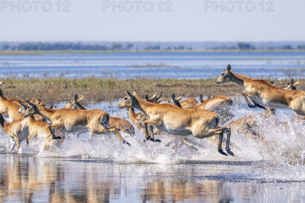 Red Lechwe herd, Kobus leche, running for crossing the Chobe river. Wild antelopes in natural