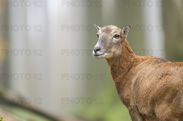 European mouflon (Ovis aries musimon) sheep (female) standing in a forest in autumn, portrait,