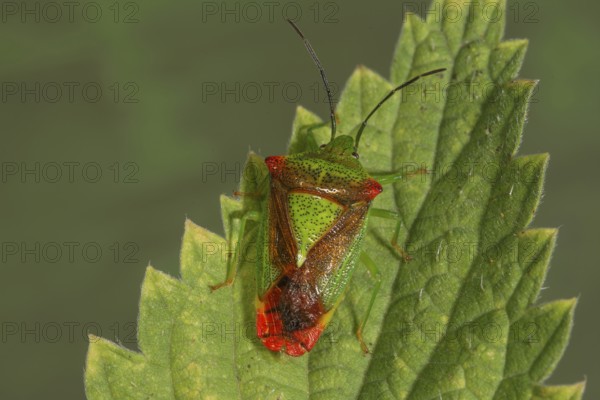 Wipfel-Stachelwanze (Acanthosoma haemorhoidale) sitting on a stinging nettle leaf,