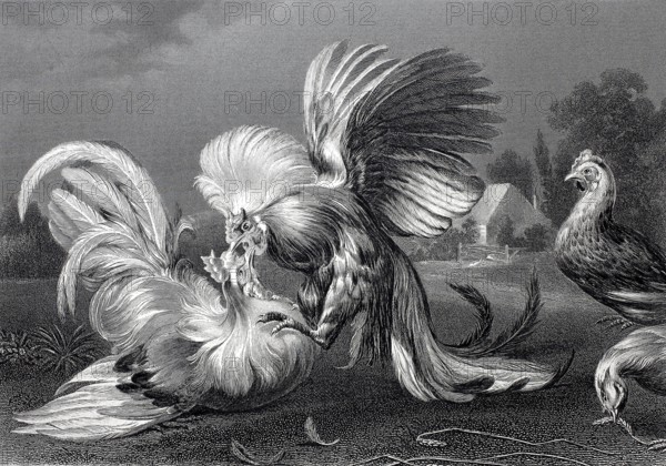 Cockfight, steel engraving after a painting by Frans Snyders, Historic, digitally restored