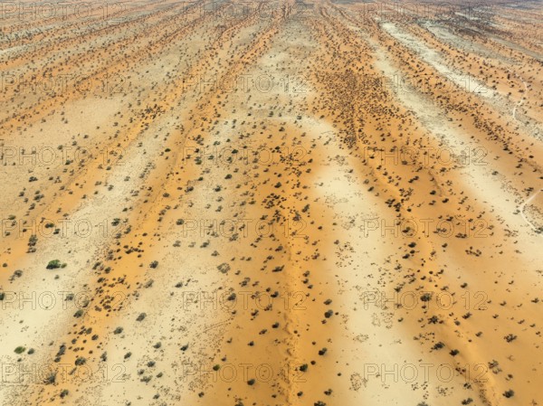 Parallel, linear sand dunes grown with camelthorn trees (Vachellia erioloba) in the Kalahari Desert