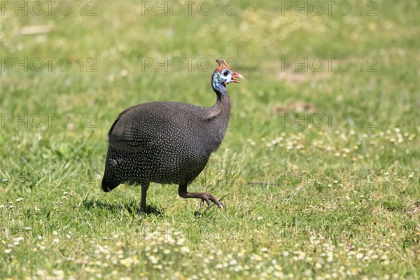 Helmeted guineafowl (Numida meleagris), adult, calling, running, foraging, Kirstenbosch Botanical