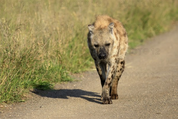 Spotted hyena (Crocuta crocuta), spotted hyena, adult, running, Kruger, Kruger National Park, South