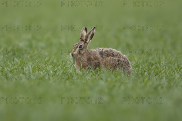 European brown hare (Lepus europaeus) adult animal feeding in a farmland cereal field in