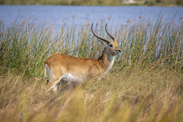 Letschwe or lychee moor antelope (Kobus leche), in dry grass by a river, Okavango Delta, Moremi