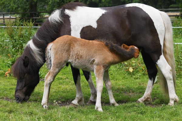 Icelandic horses (Equus islandicus), mare suckling foal in a meadow, colt, animal child,