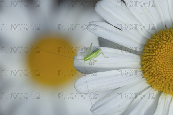 Oak bush cricket (Meconema thalassinum) juvenile baby insect on an Oxeye daisy flower, England,
