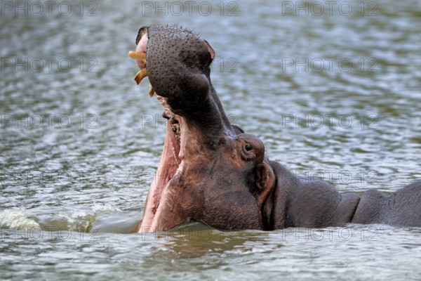 Hippopotamus (Hippopatamus amphibius), adult, in water, yawning, threatening, portrait, Kruger,