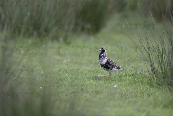 Ruff (Philomachus pugnax) in a meadow, Texel, North Holland, Netherlands