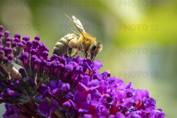 A bee (Apis) sitting on a purple flower of the summer lilac (Buddleja davidii), Ternitz, Lower