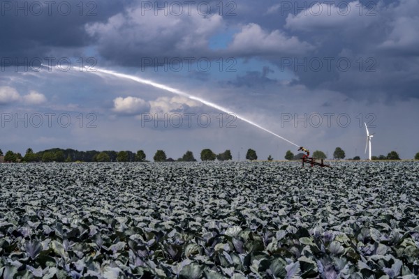 Agriculture, artificial irrigation of a field, irrigation system, cabbage cultivation, red cabbage,