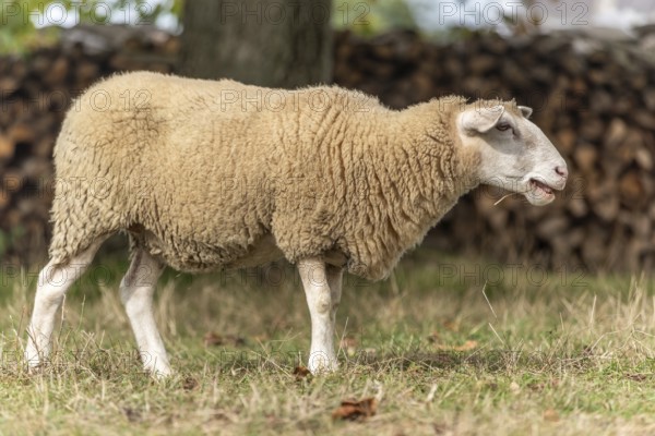 Een schaap staat in een groene weide en graast. Behind the door is a pile of stumps. De zon schijnt