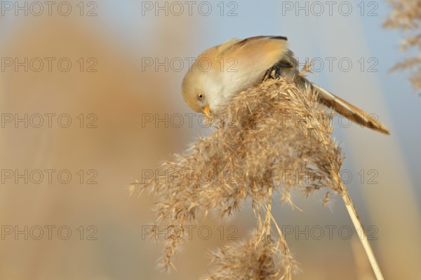 Bearded Tit (Panurus biarmicus) in spring, adult female, sitting on reed frond, in reed grass,