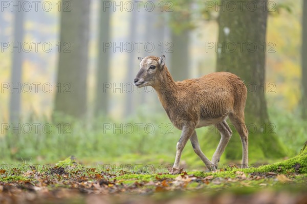 European mouflon (Ovis aries musimon) sheep (female) walking in a forest in autumn, Bavaria,