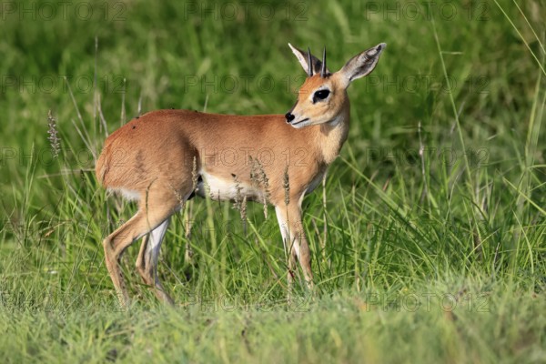Steenbok (Raphicerus campestris), adult, male, foraging, vigilant, dwarf antelope, Kruger, Kruger