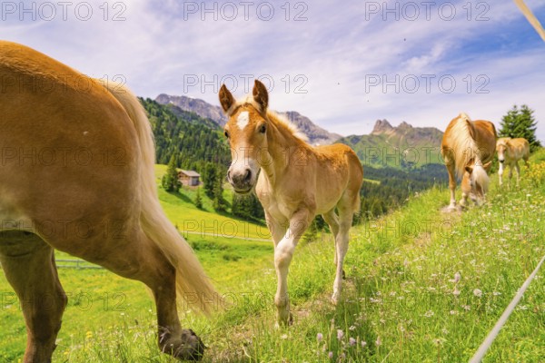 Foal on a flower meadow in front of a majestic mountain backdrop and blue sky, hike to the