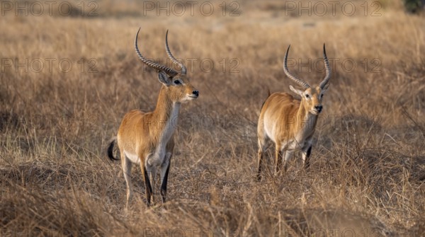 Letschwe or lychee moor antelope (Kobus leche), two animals in dry grass in the evening light,