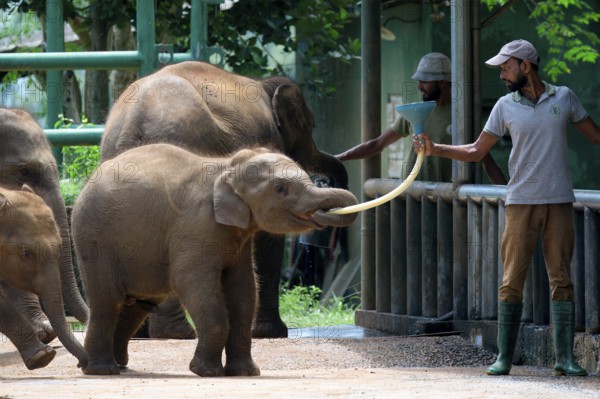 Orphaned Baby elephant being fed with milk by a caretaker, Pinnawala Elephant Orphanage,