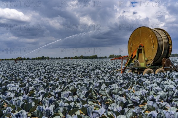 Agriculture, artificial irrigation of a field, irrigation system, cabbage cultivation, red cabbage,