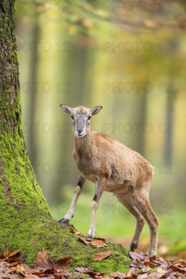 European mouflon (Ovis aries musimon) sheep (female) standing in a forest in autumn, Bavaria,