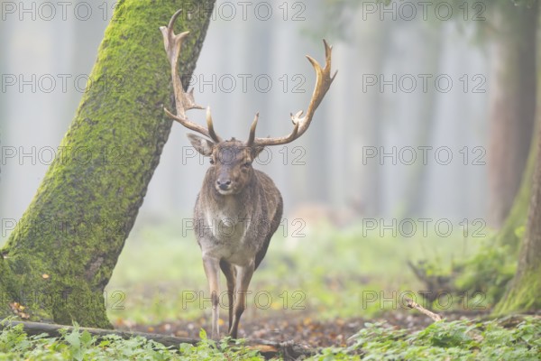 European fallow deer (dama dama) buck walking in a forest on a foggy day in autumn, Bavaria,