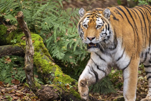 Siberian tiger or Amur tiger (Panthera tigris altaica) walking on the ground in autumn, captive,