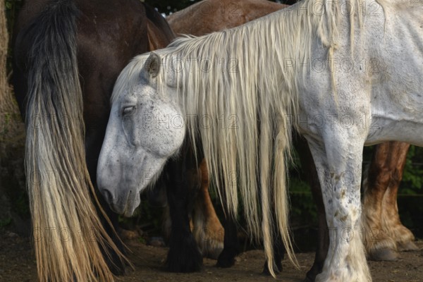 A white pair with long, golden manes are found between a large group of thick and brown pairs. Het