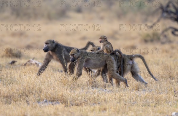 Bear baboons (Papio ursinus) young on the back of the mother, foraging, Third Bridge, Okavango