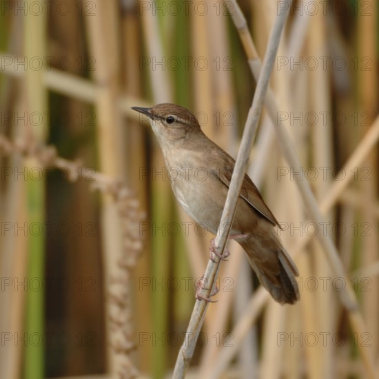 Reed warbler (Locustella luscinioides) in its typical habitat in the reeds, rare, mostly