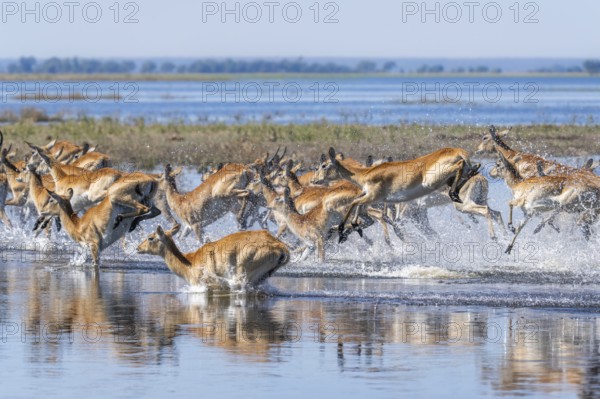 Red Lechwe group, Kobus leche, running for crossing the Chobe river. Wild antelopes in natural