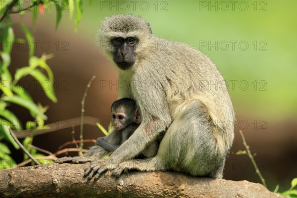 Vervet Monkey (Chlorocebus pygerythrus), mother, female, adult, kitten, baby, together, sheltered,