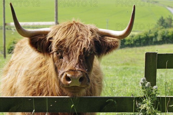 A cow with large horns stands behind a fence in a green meadow, Aberdeenshire, Scotland, Great