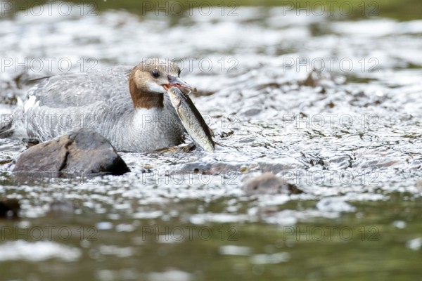 Common merganser (mergus merganser), Female catching a fish, La Mauricie national park. Province of