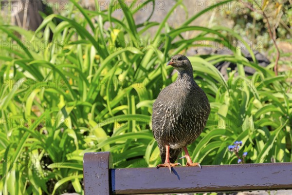 Cape Francolin (Pternistis capensis), adult, on park bench, Kirstenbosch Botanical Gardens, Cape