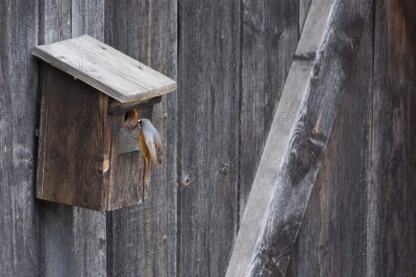 A male common redstart (Phoenicurus phoenicurus) landing on a birdhouse, animal photo, bird, bird